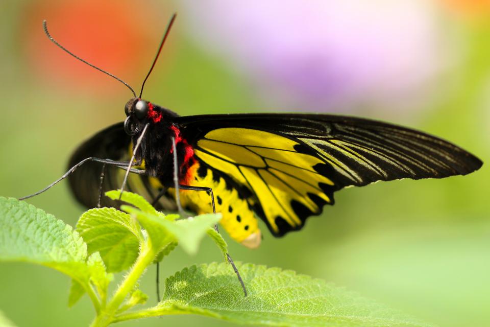 Butterfly Insect