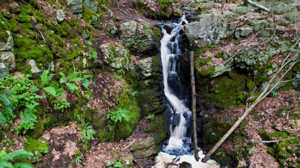 Waterfall Forest