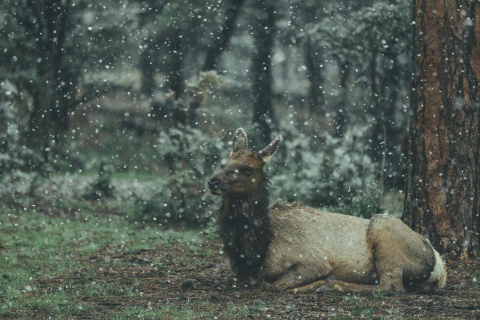 Animal Wildlife