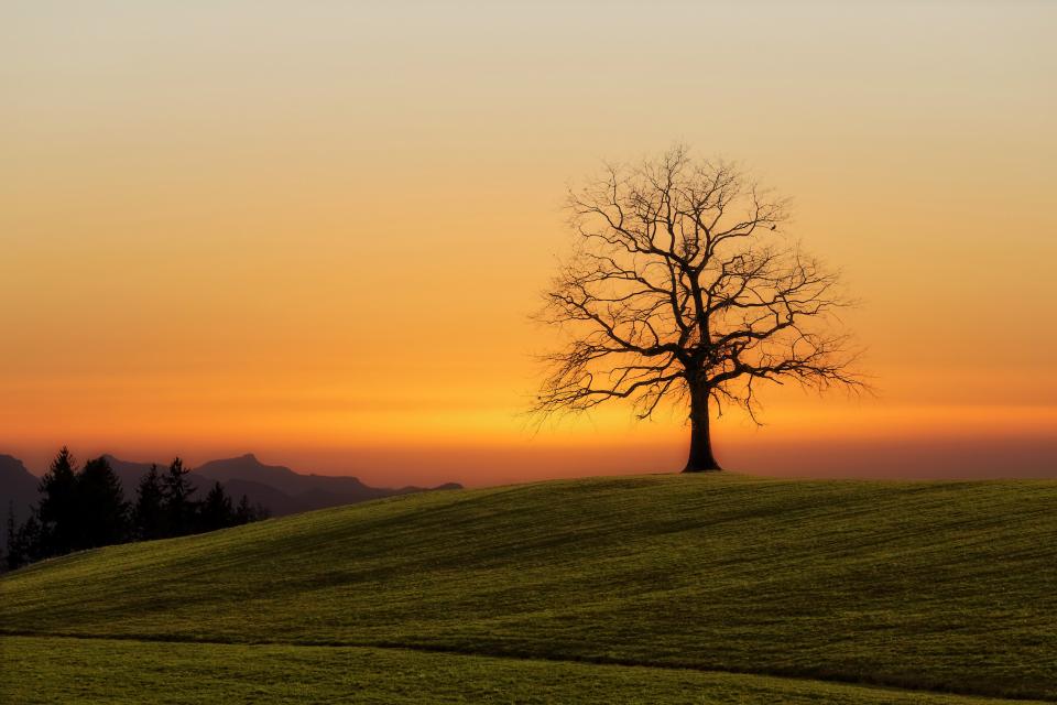 Green Grass