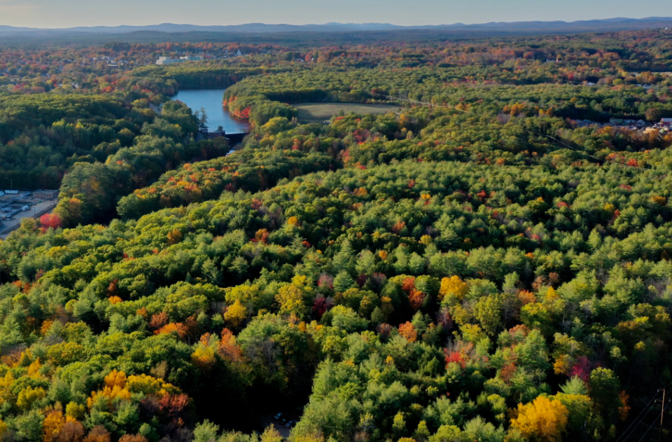 Autumn Trees