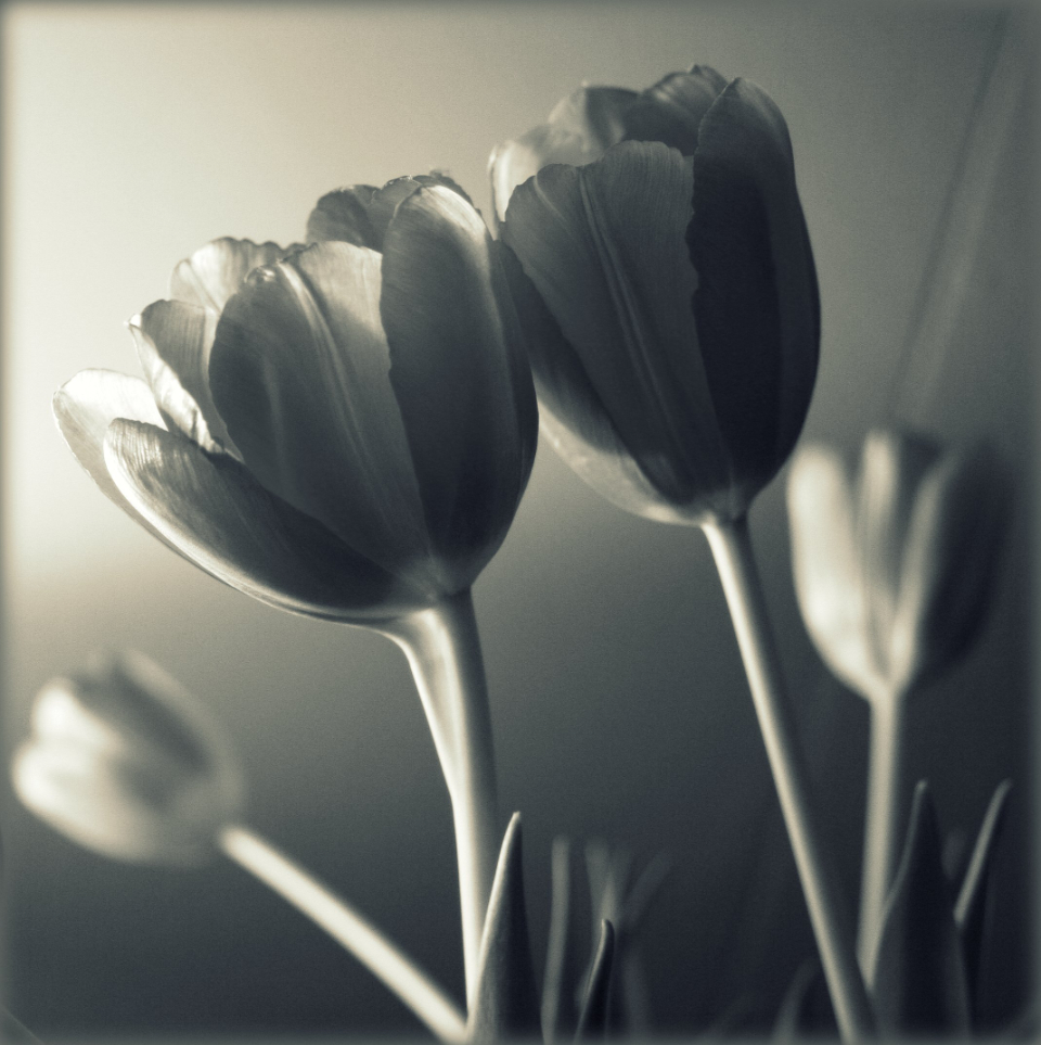 Tulip Flower