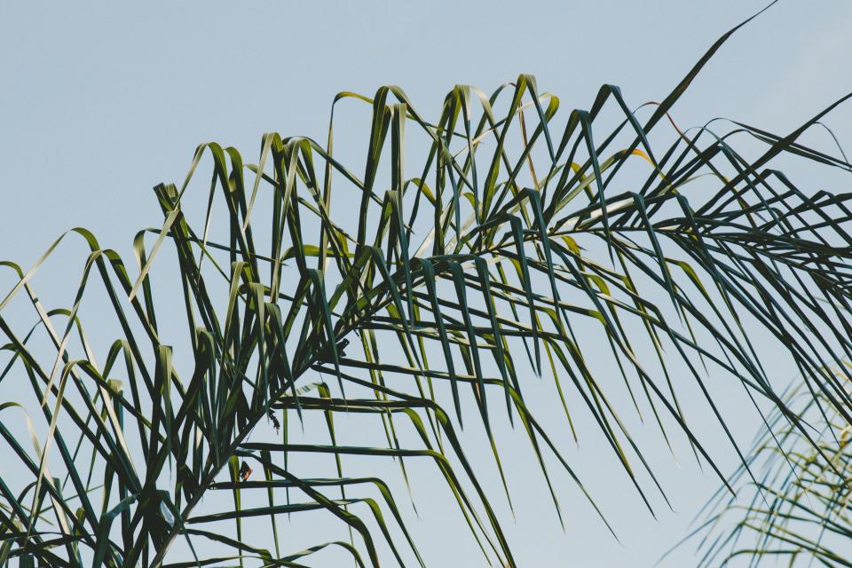 Green Leaf