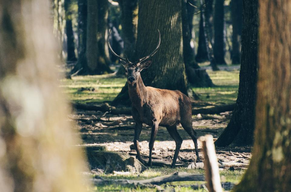 Deer Animal