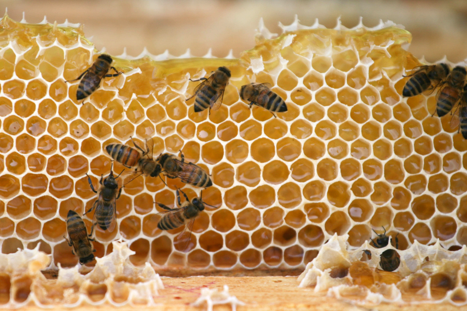 Bees Nature