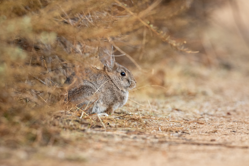 Rabbit Nature