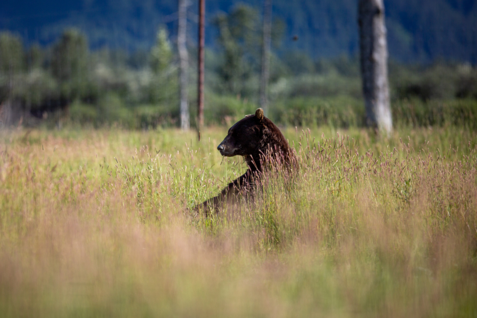 Bear Animal