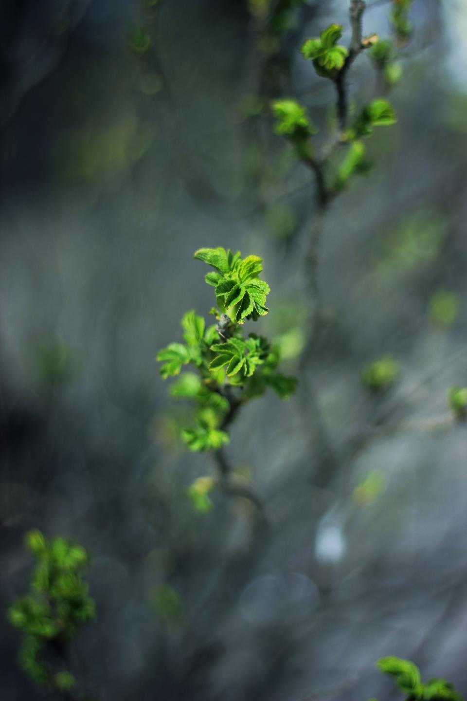 Green Leaf