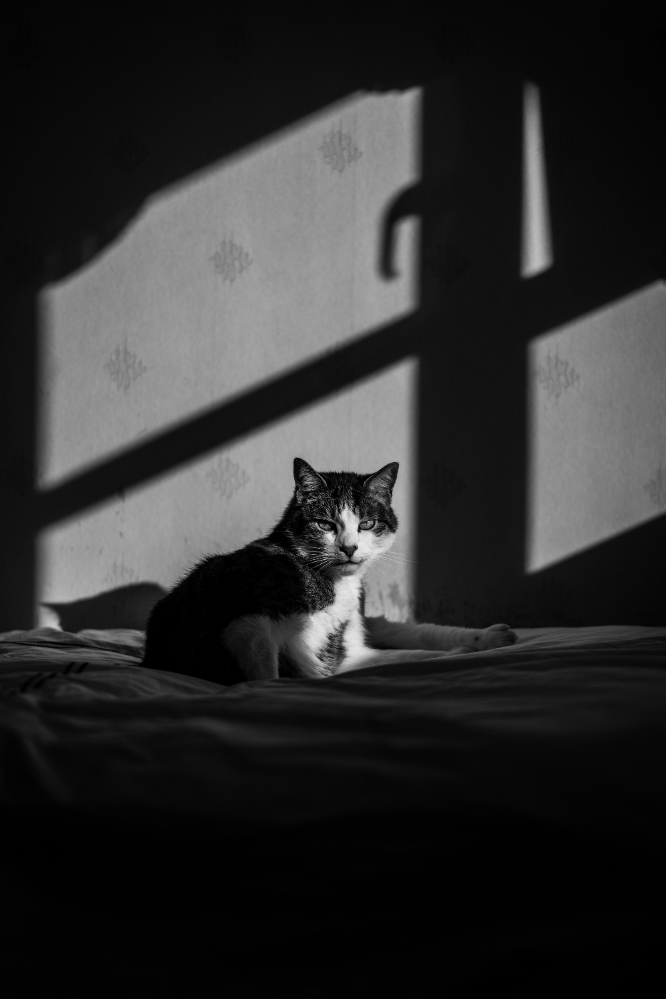 House Cat