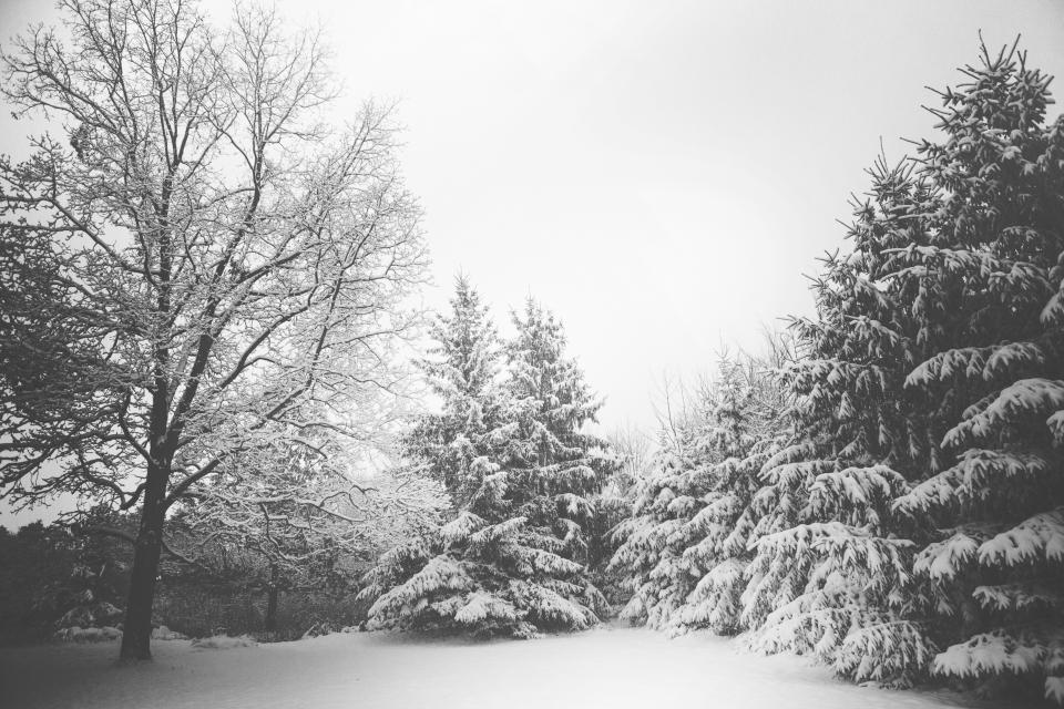 Winter Snow