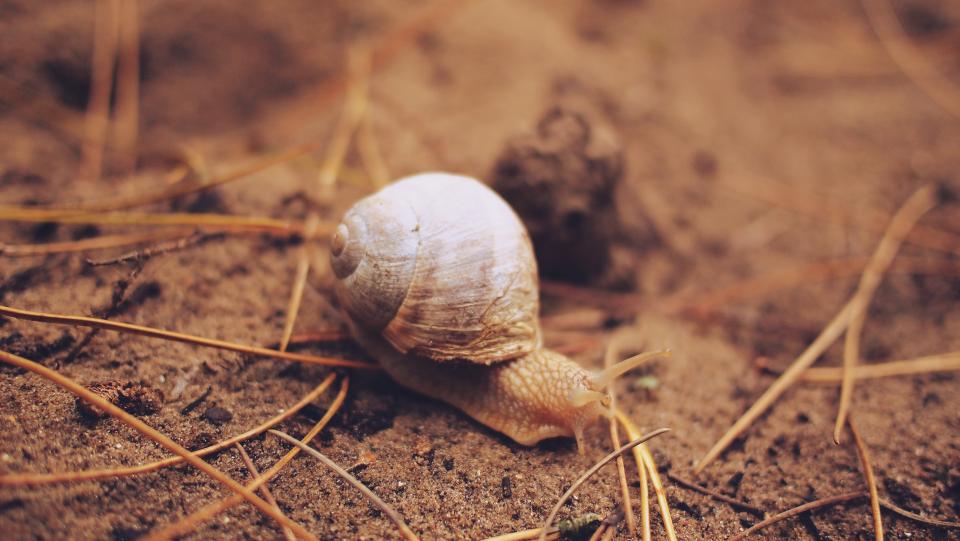Snail Slug