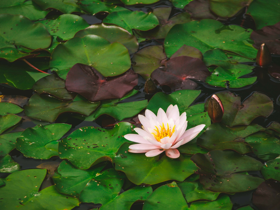 Lily Pad