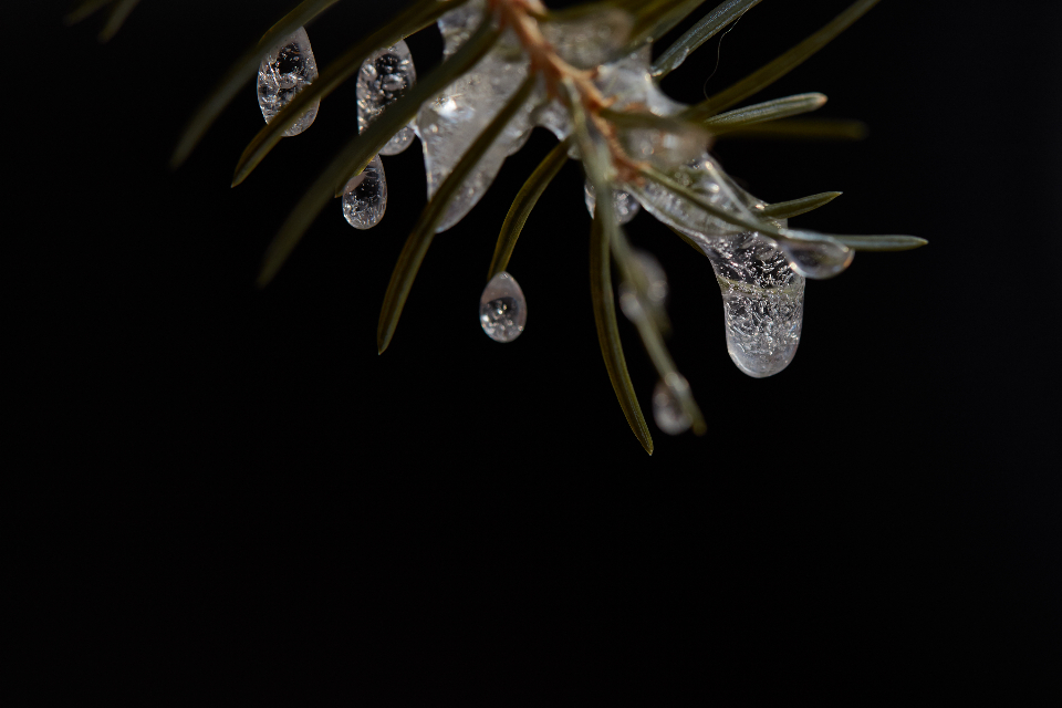 Frozen Tree