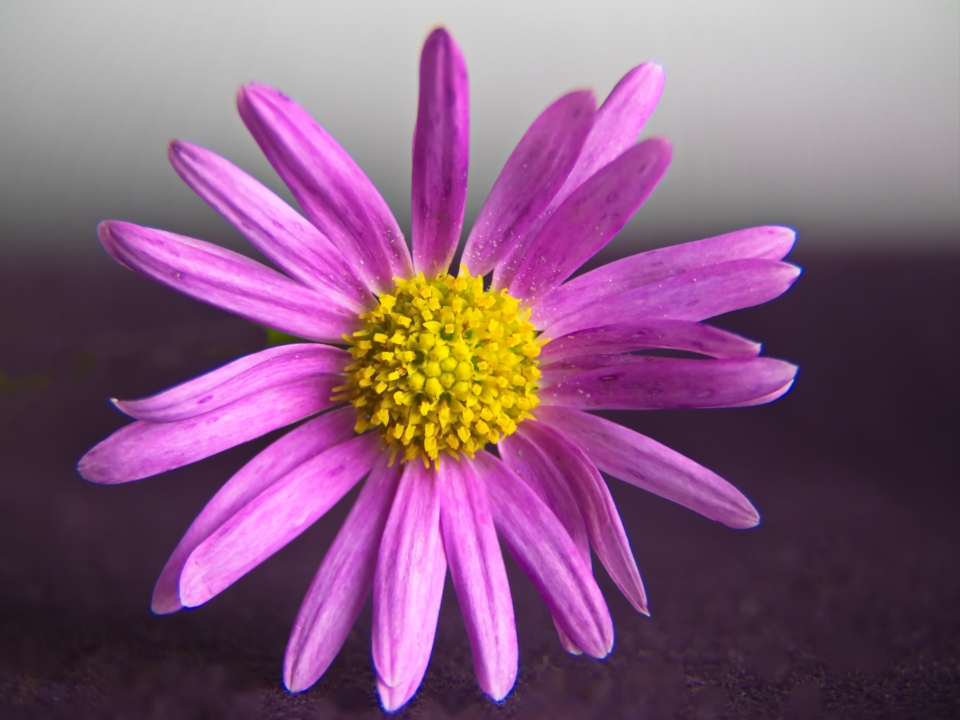 Flower Background