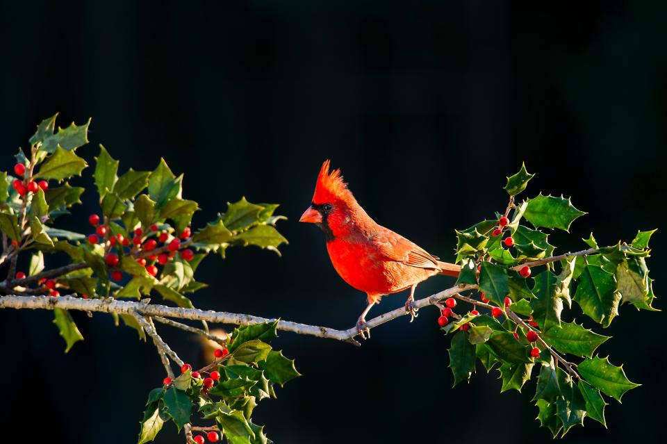 Bird Animal