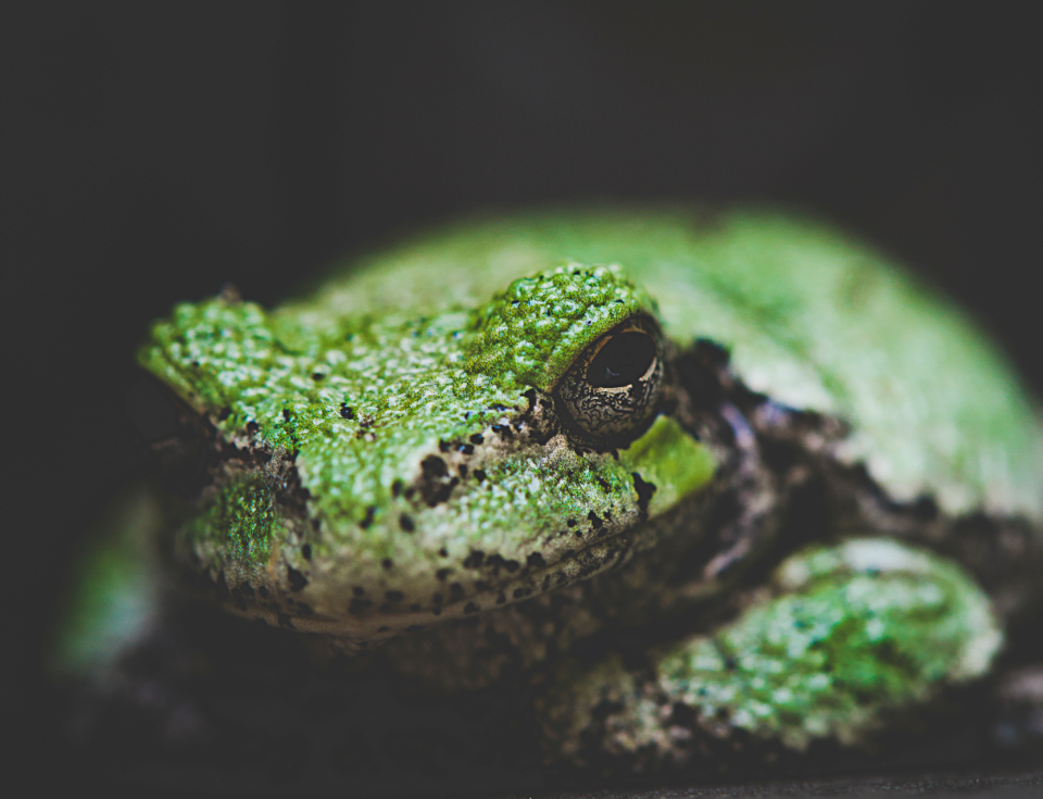 Frog Animal
