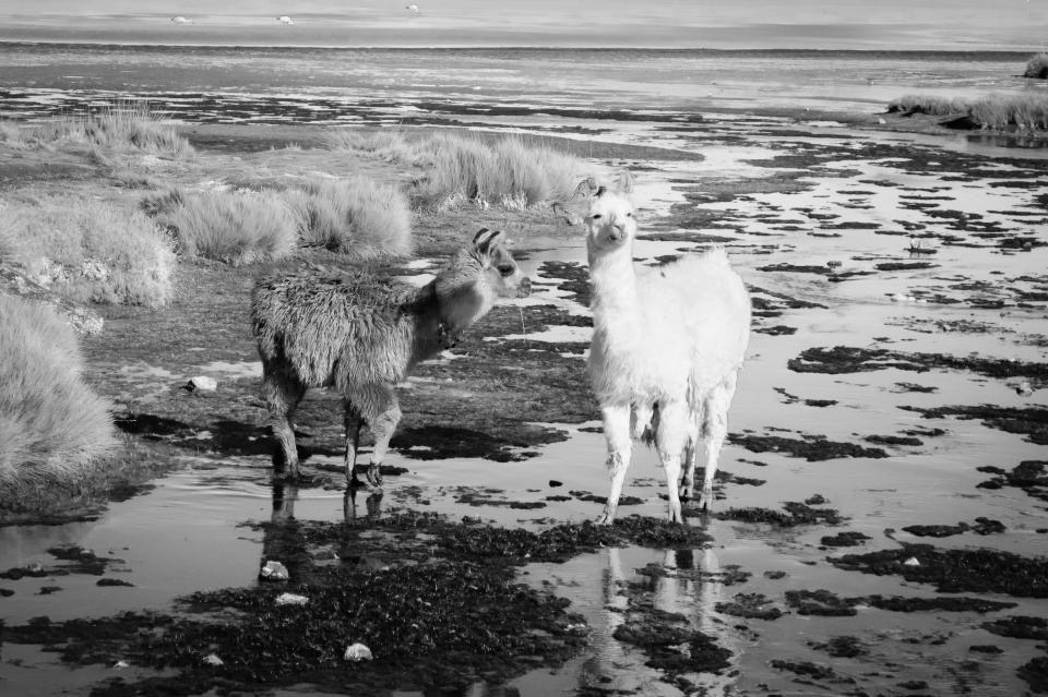 Llamas Alpacas