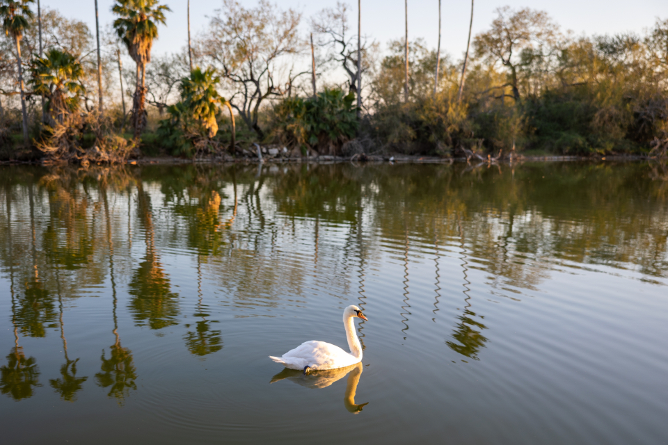 Swan River