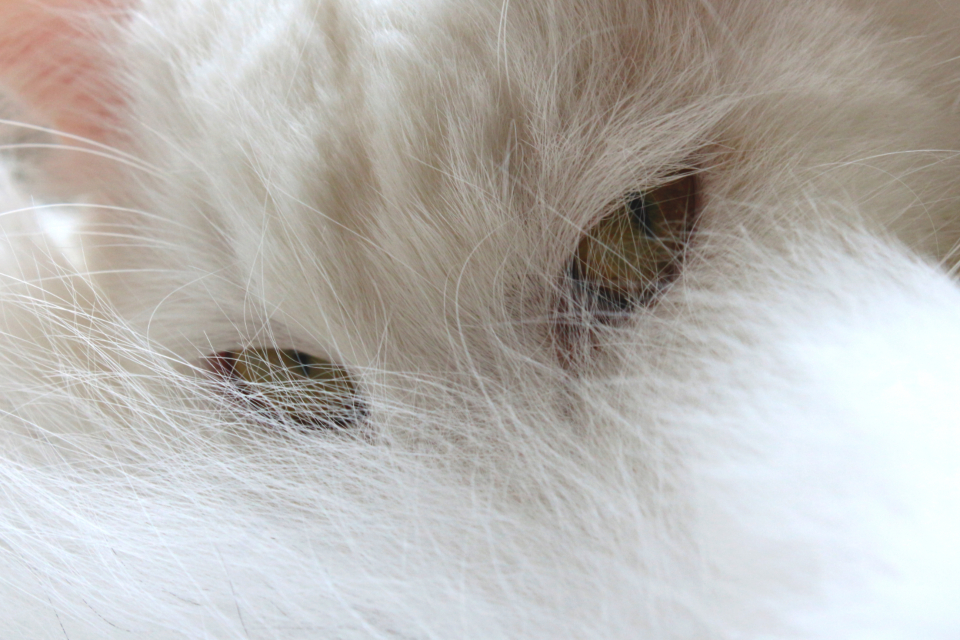 Cat Pet