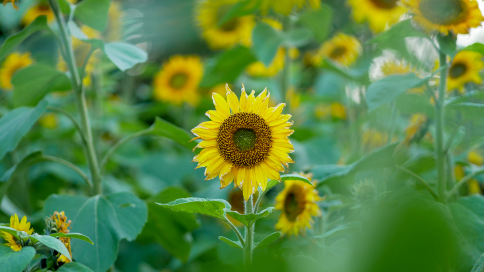 Sunflower Field