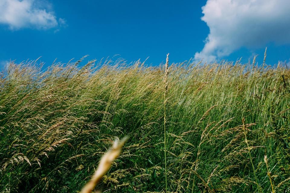 Green Grass