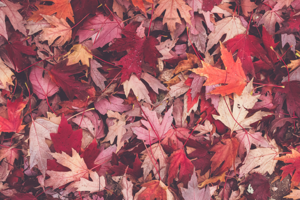 Leaves Fall