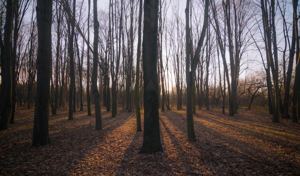 Dark Trees