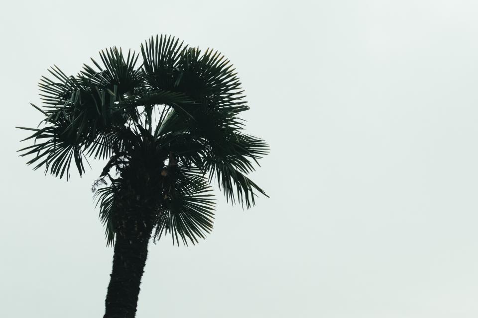 Pal Tree