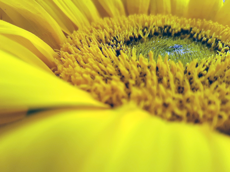 Yellow Flower