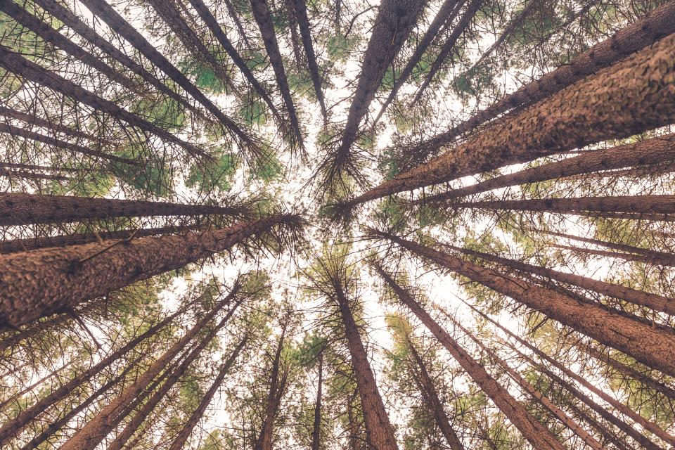 Trees Plant