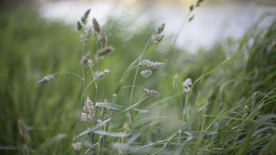Nature Grass