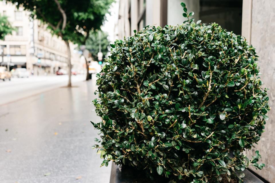 Shrub Sidewalk
