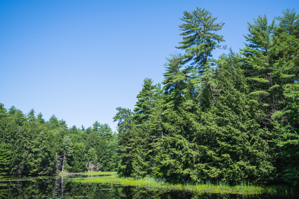 Pond Lake