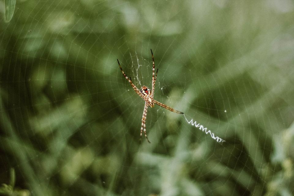 Spider Web