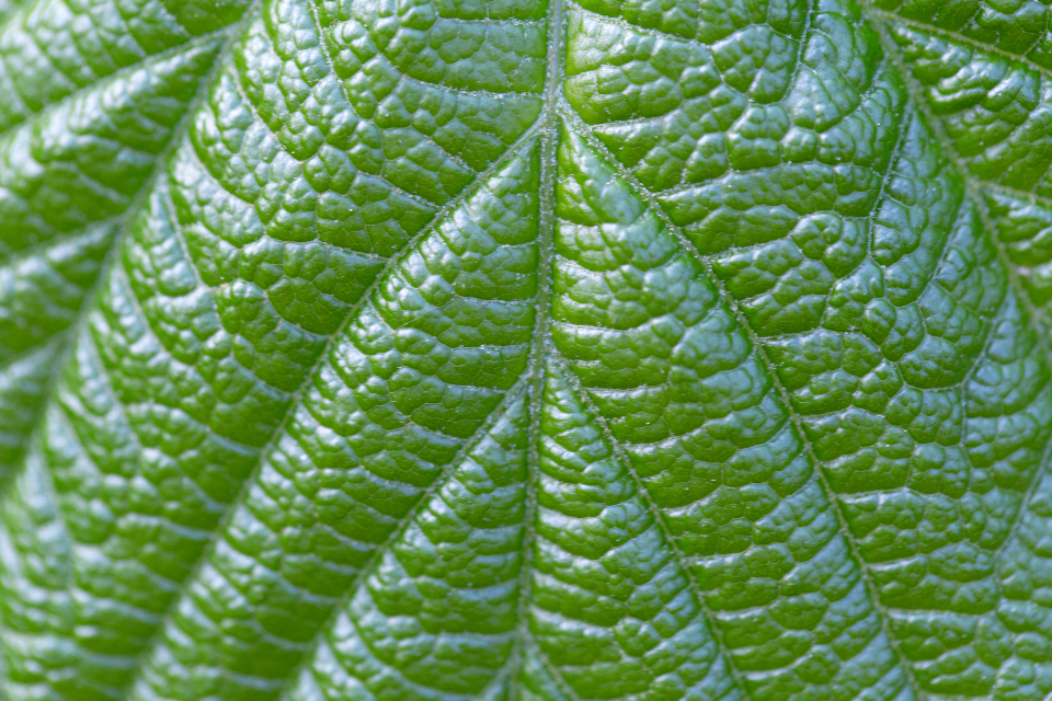 Plant Leaf