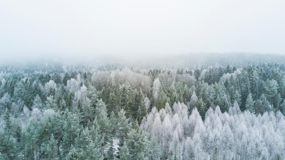 Nature Woods