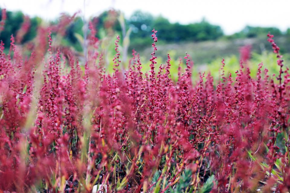 Flower Pink