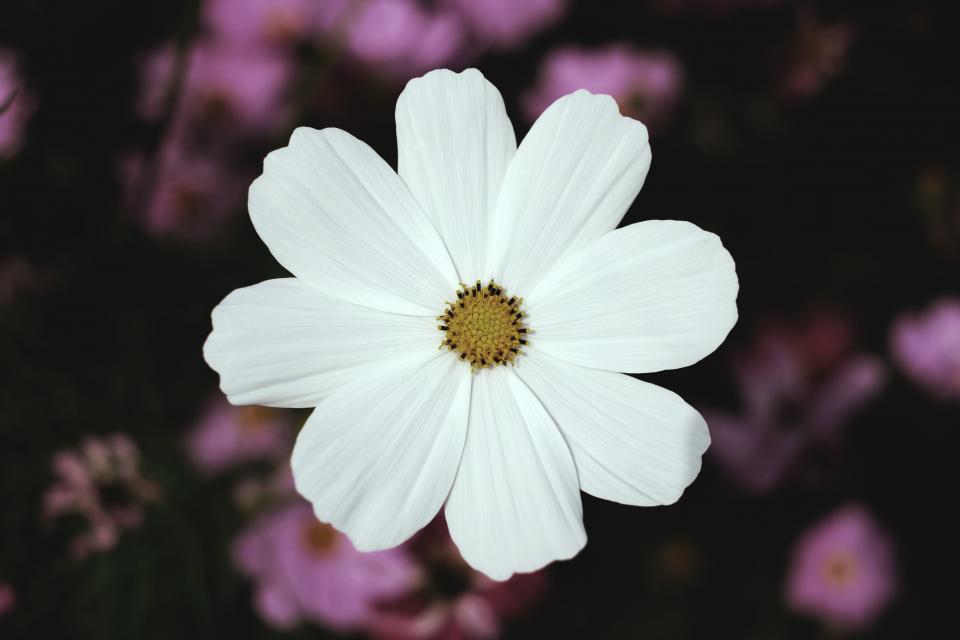 White Petal