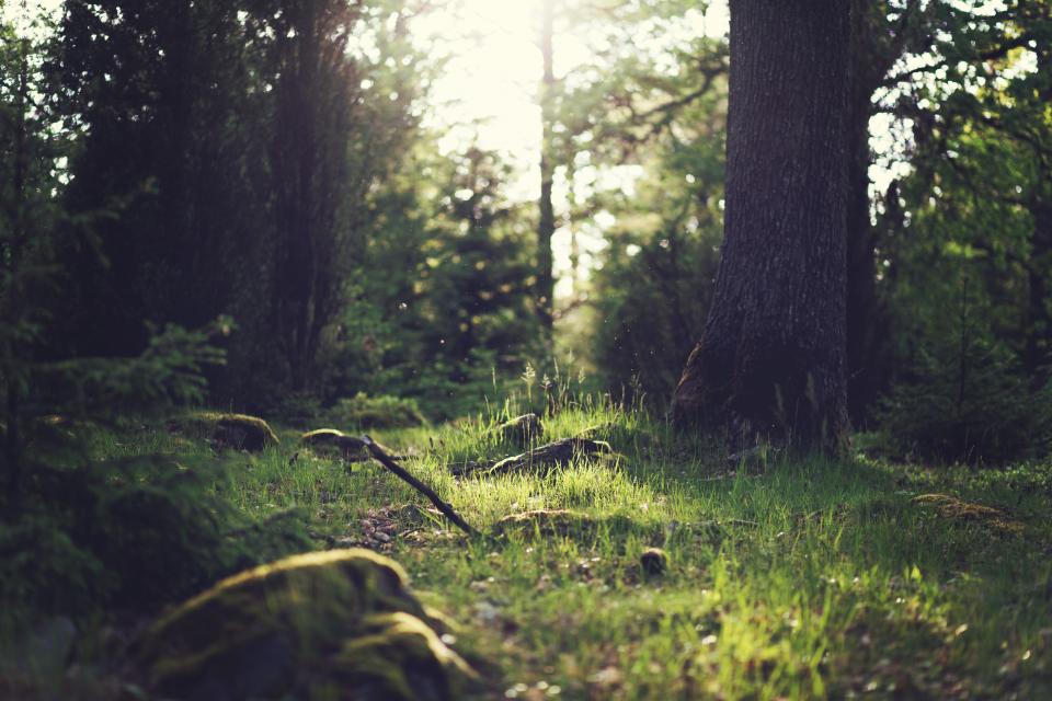 Green Trees