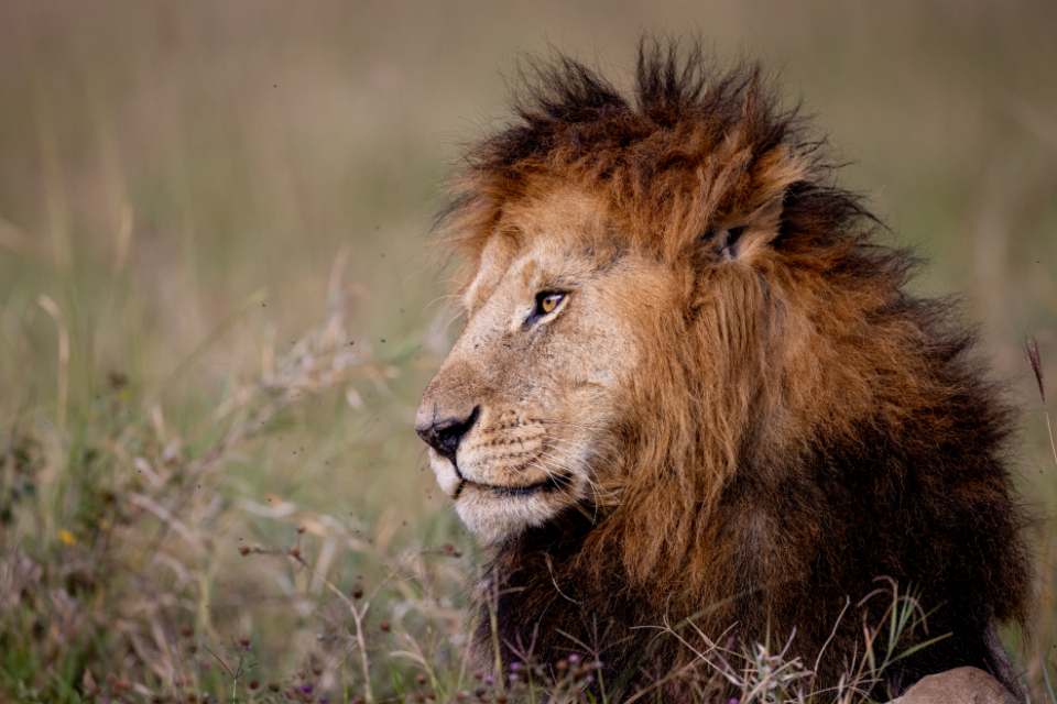 African Lion