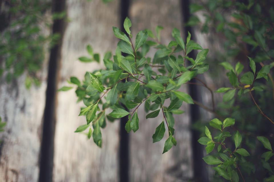 Green Plants