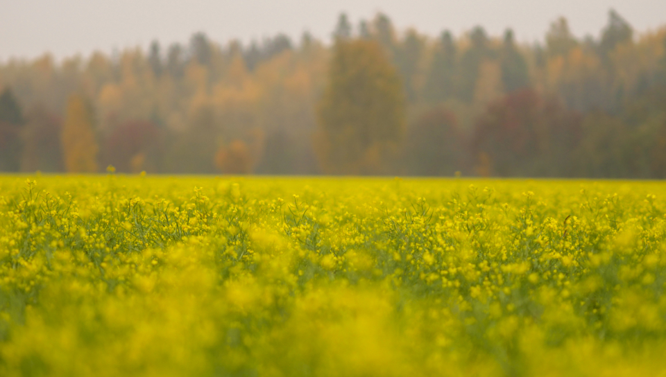 Canola Field