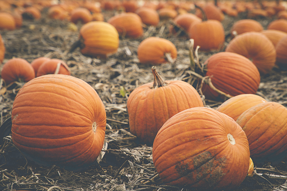 Fall Pumpkins
