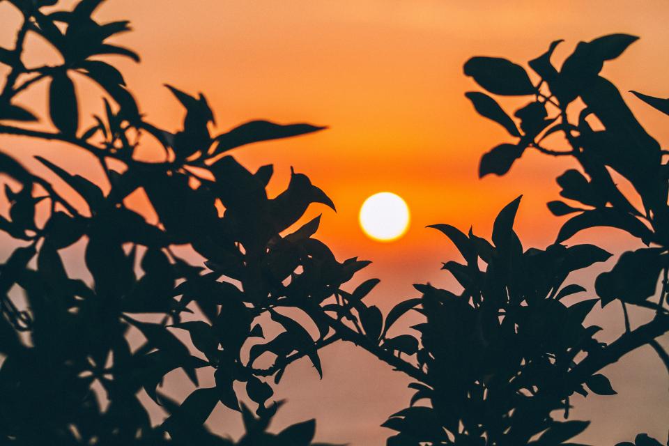 Sunset Trees