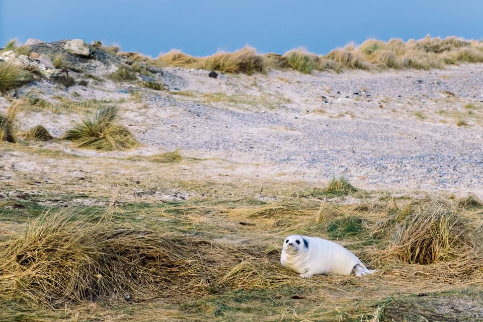 Grass Coast