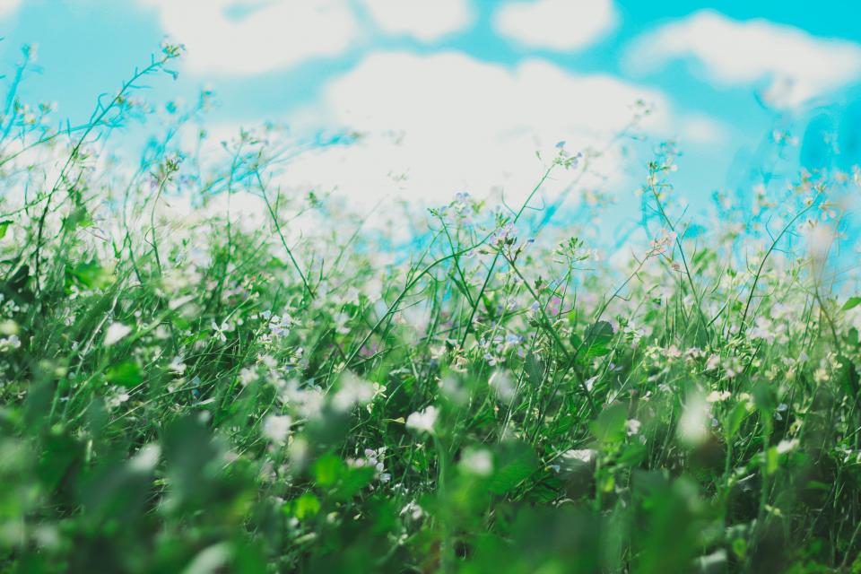 Flowers Nature