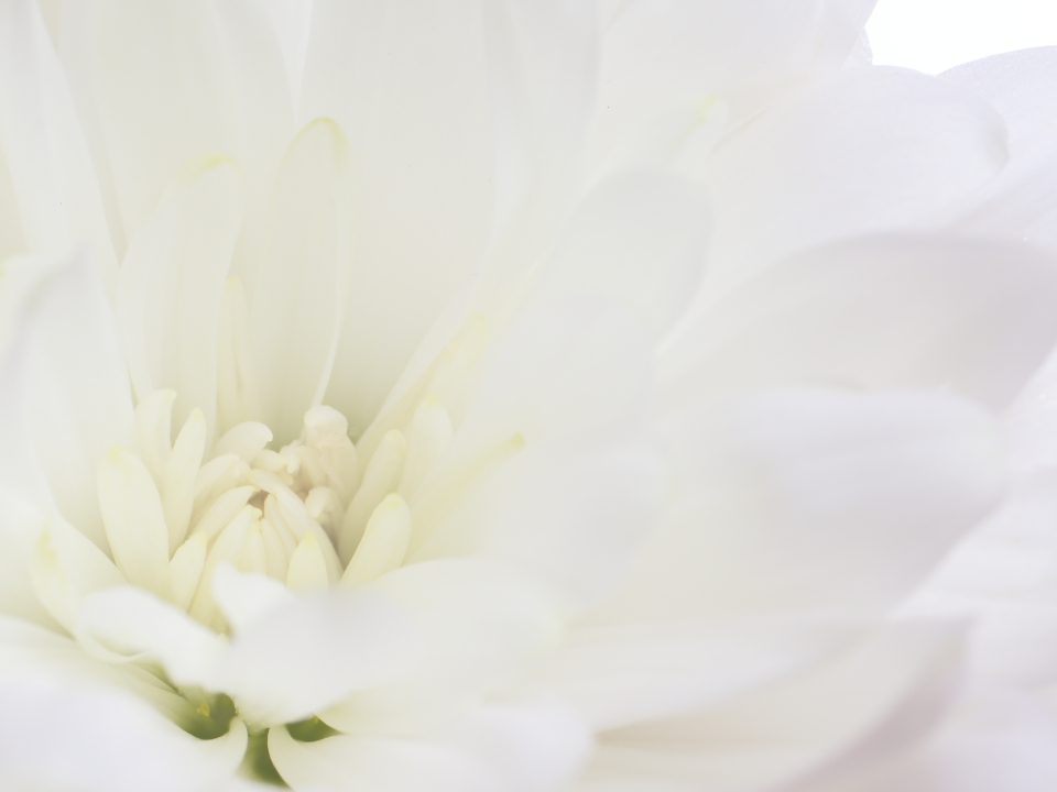 Abstract Flower