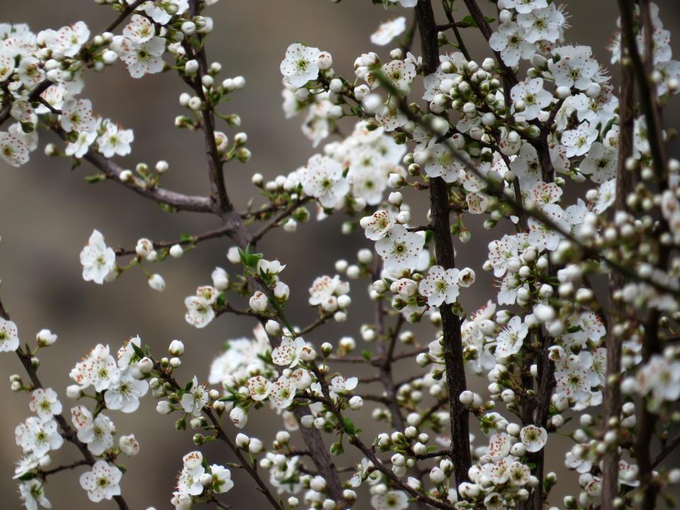 Flower Bloom
