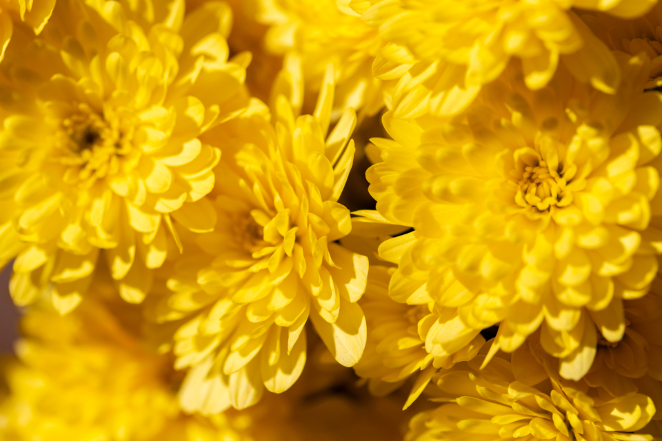 Flowers Background