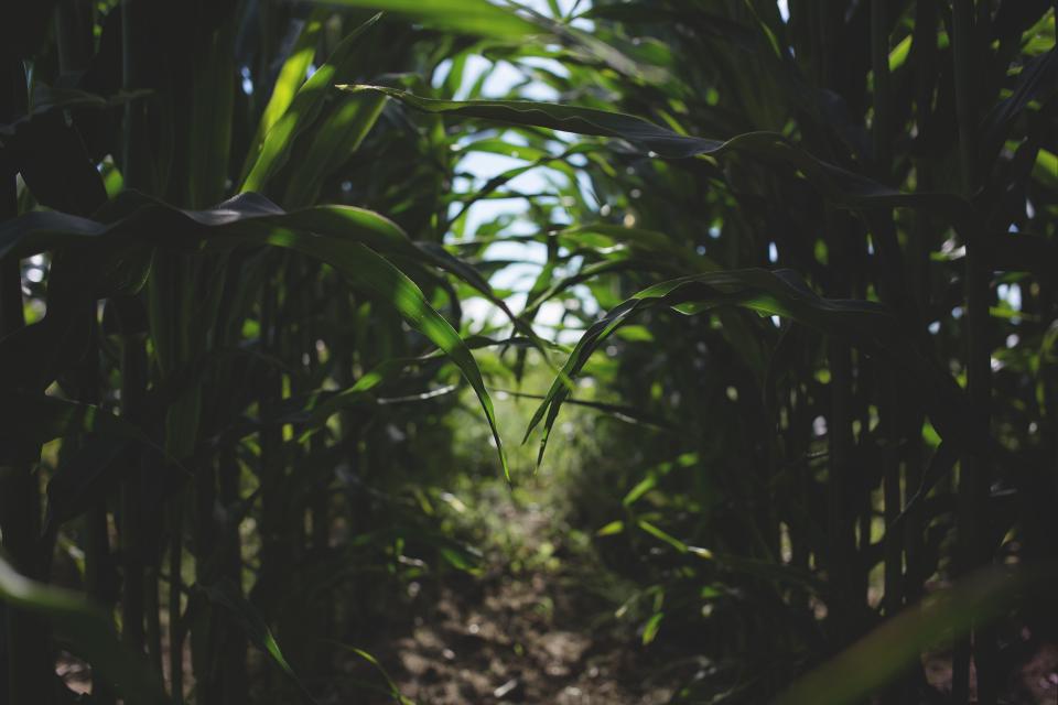 Nature Corn